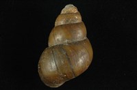 藏品(石田螺)的圖片